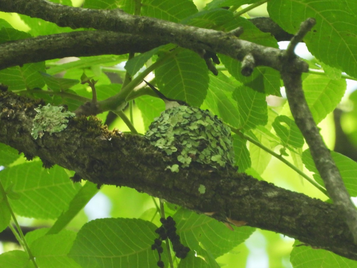 Ruby-throated Hummingbird - Bill Blauvelt