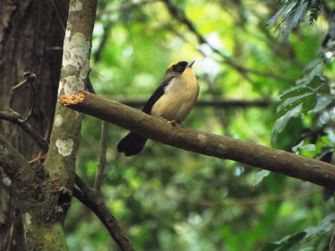 Black-goggled Tanager - ML619593182