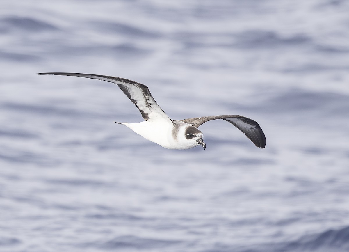 Black-capped Petrel - Ed Corey