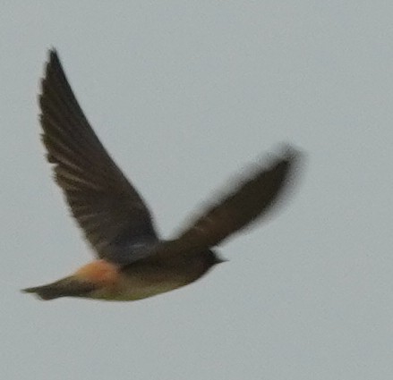 Cliff Swallow - John McCallister