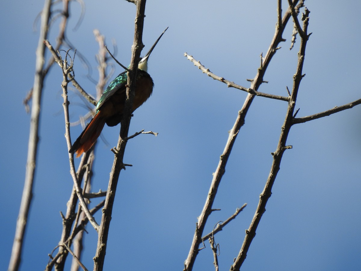 Rufous-tailed Jacamar - Paula Peña-Amaya