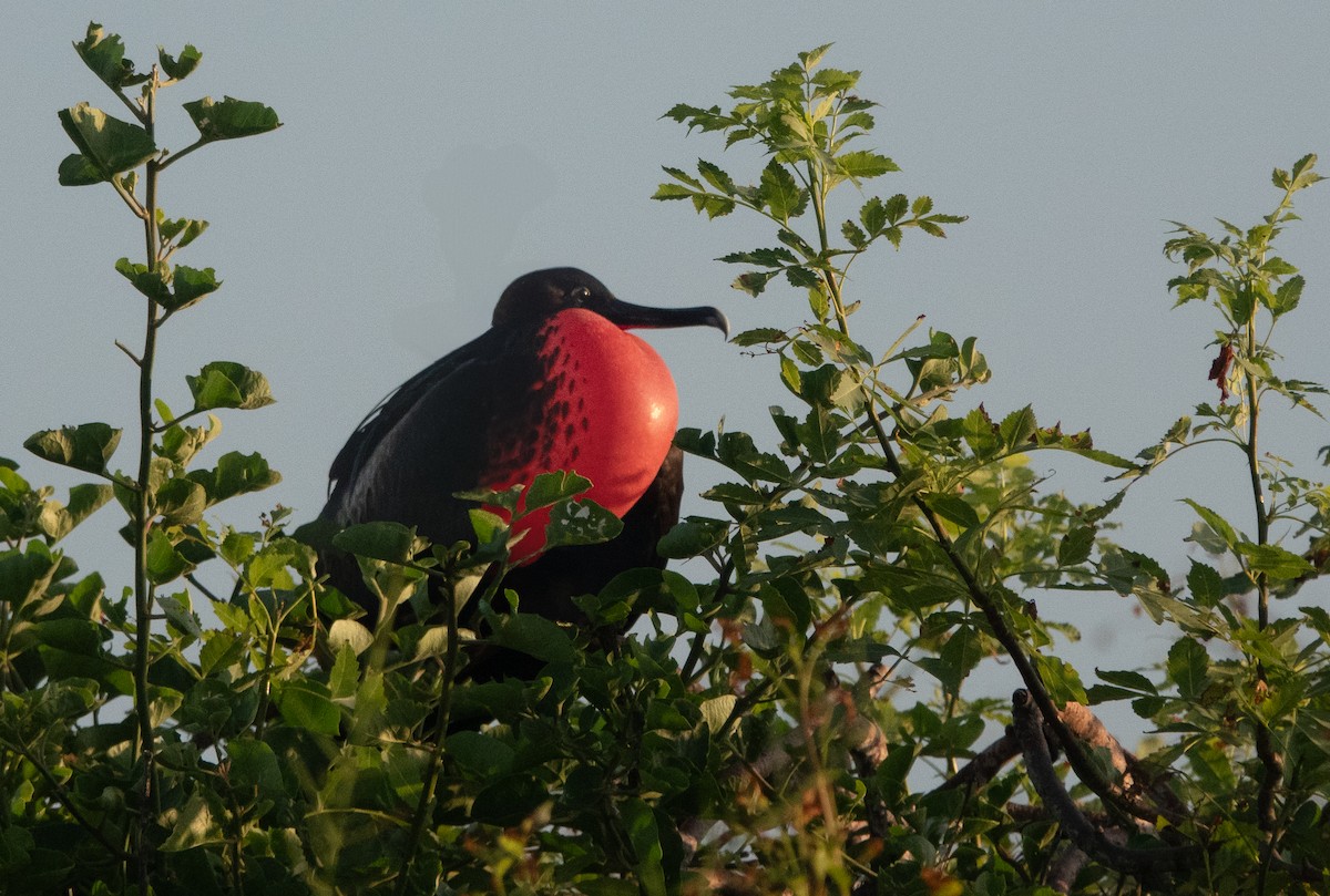 frigatebird sp. - ML619593192