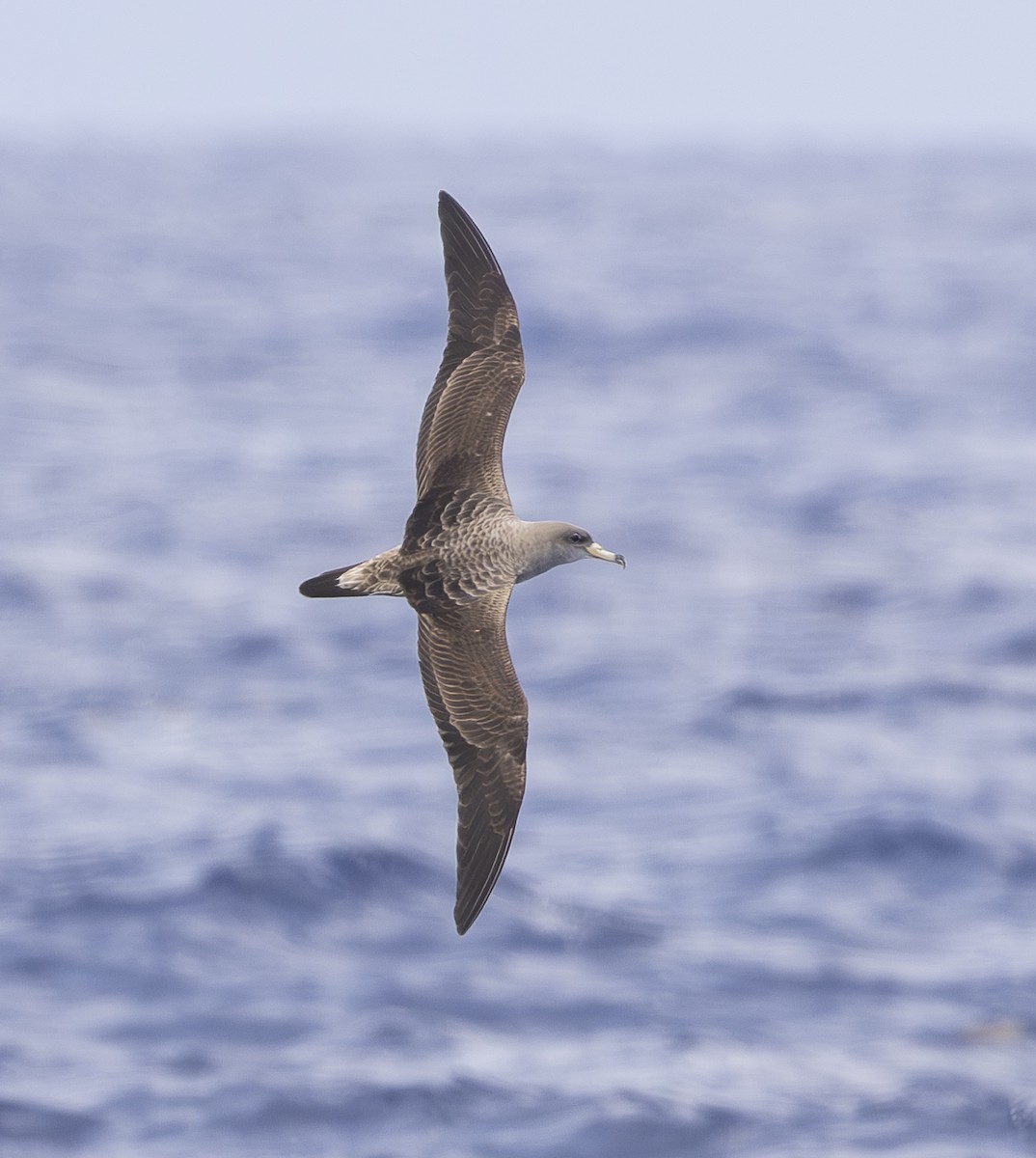 Cory's Shearwater - Ed Corey