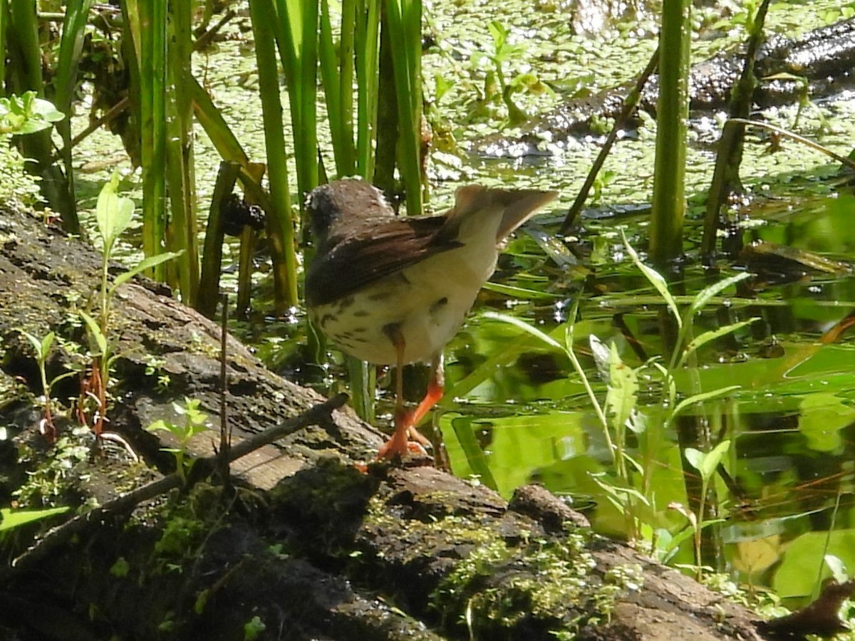 Louisiana Waterthrush - ML619593195