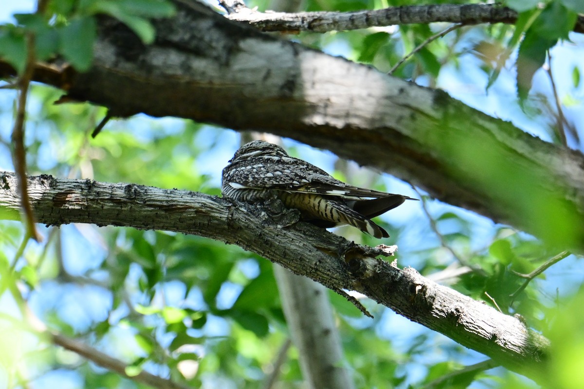 Lesser Nighthawk - ML619593198