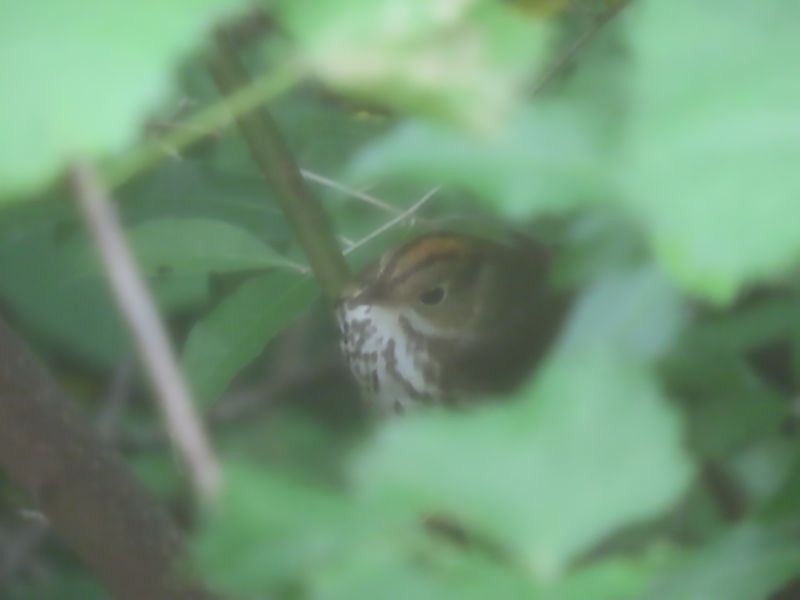 Ovenbird - Tracy The Birder