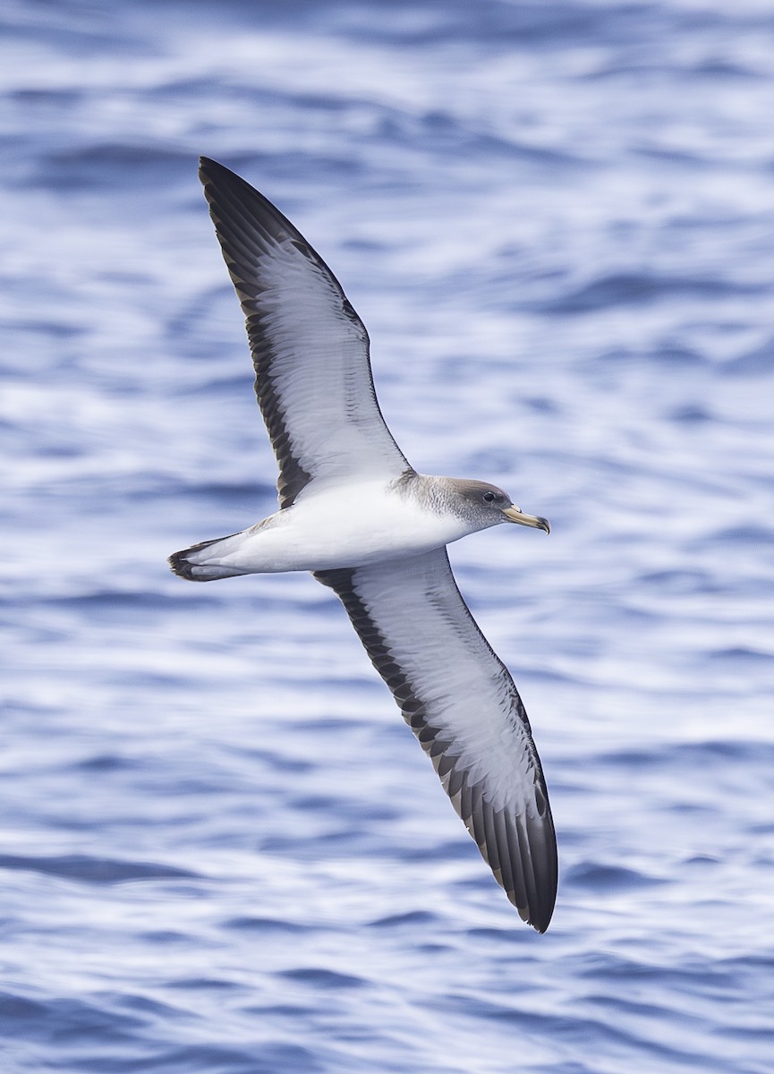 Cory's Shearwater (borealis) - ML619593202