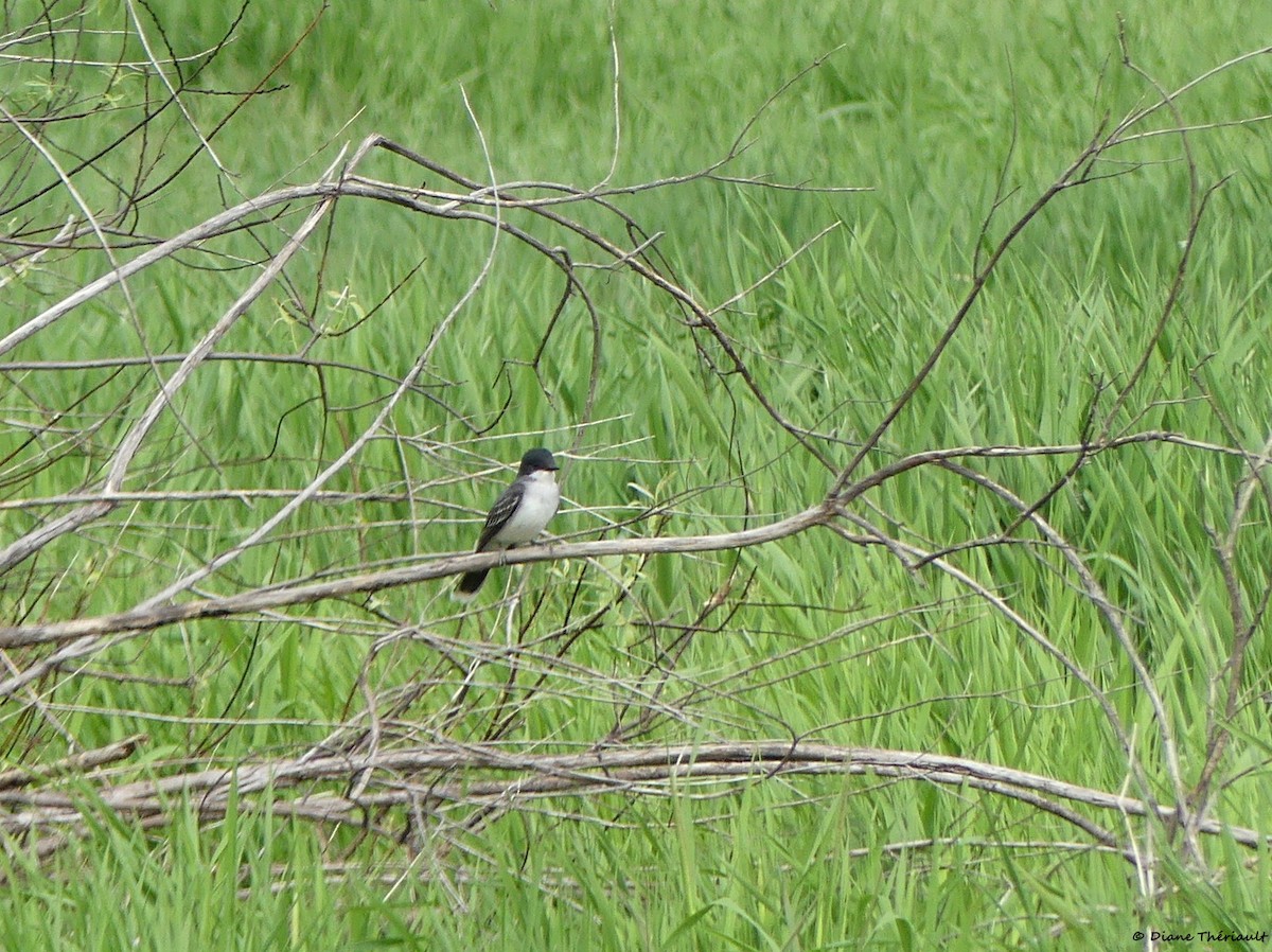 Eastern Kingbird - Diane Thériault