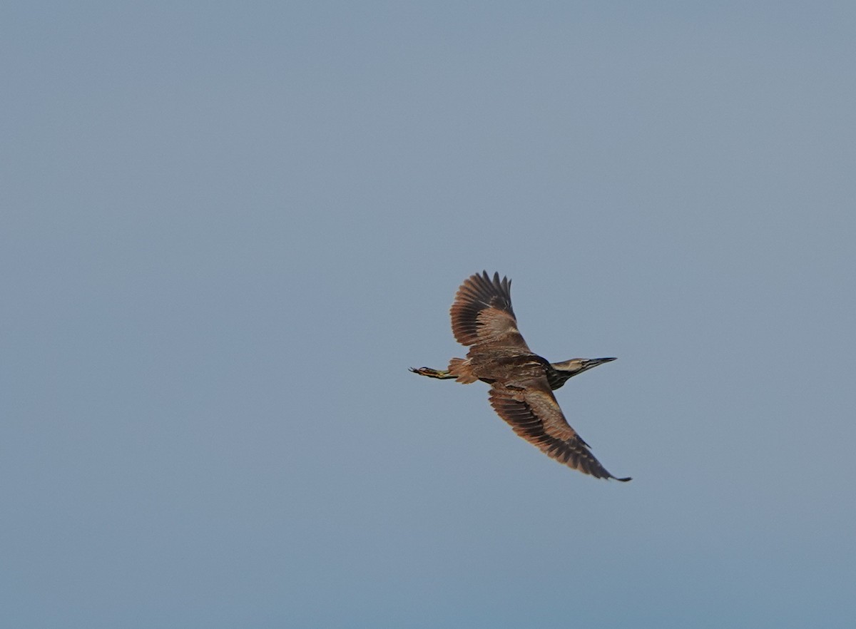 American Bittern - ML619593209