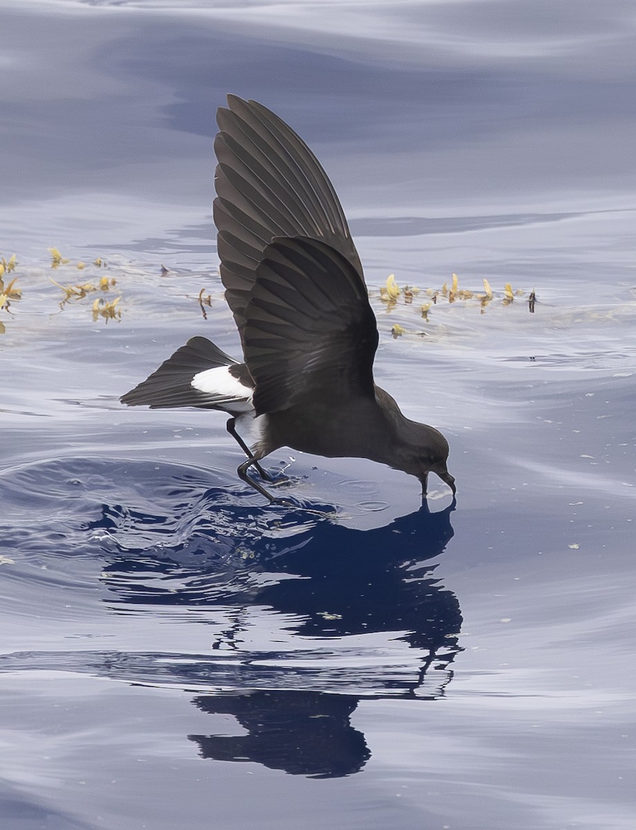 Wilson's Storm-Petrel - Ed Corey