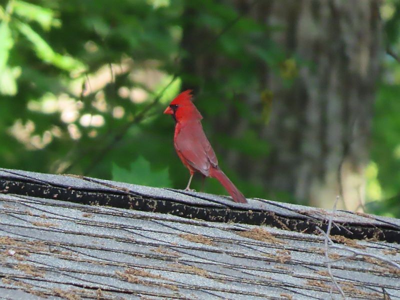 Northern Cardinal - Tracy The Birder