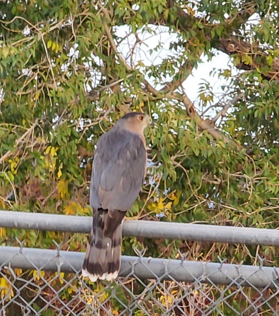 Cooper's Hawk - Nancy Cox