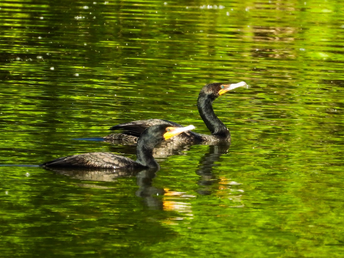 Double-crested Cormorant - Haley Gottardo