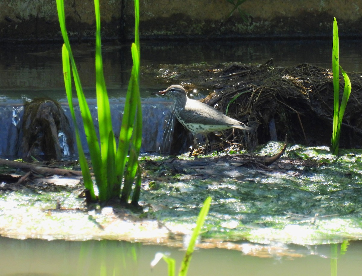 Spotted Sandpiper - Corvus 𓄿