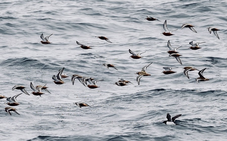 Red Phalarope - Ian L Jones