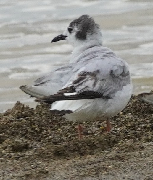 Bonaparte's Gull - John McCallister