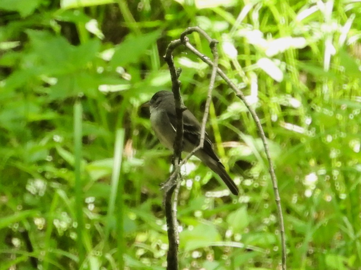 Eastern Wood-Pewee - Bill Blauvelt