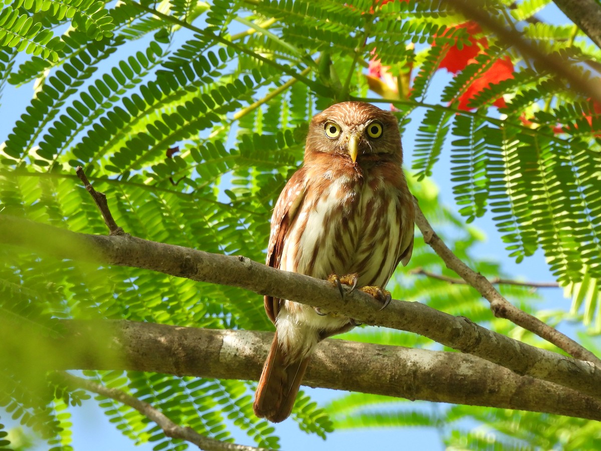 Ferruginous Pygmy-Owl - Leandro Niebles Puello