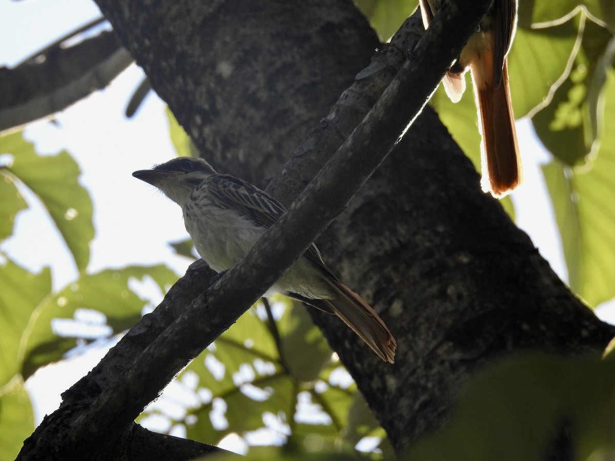 Streaked Flycatcher - ML619593246