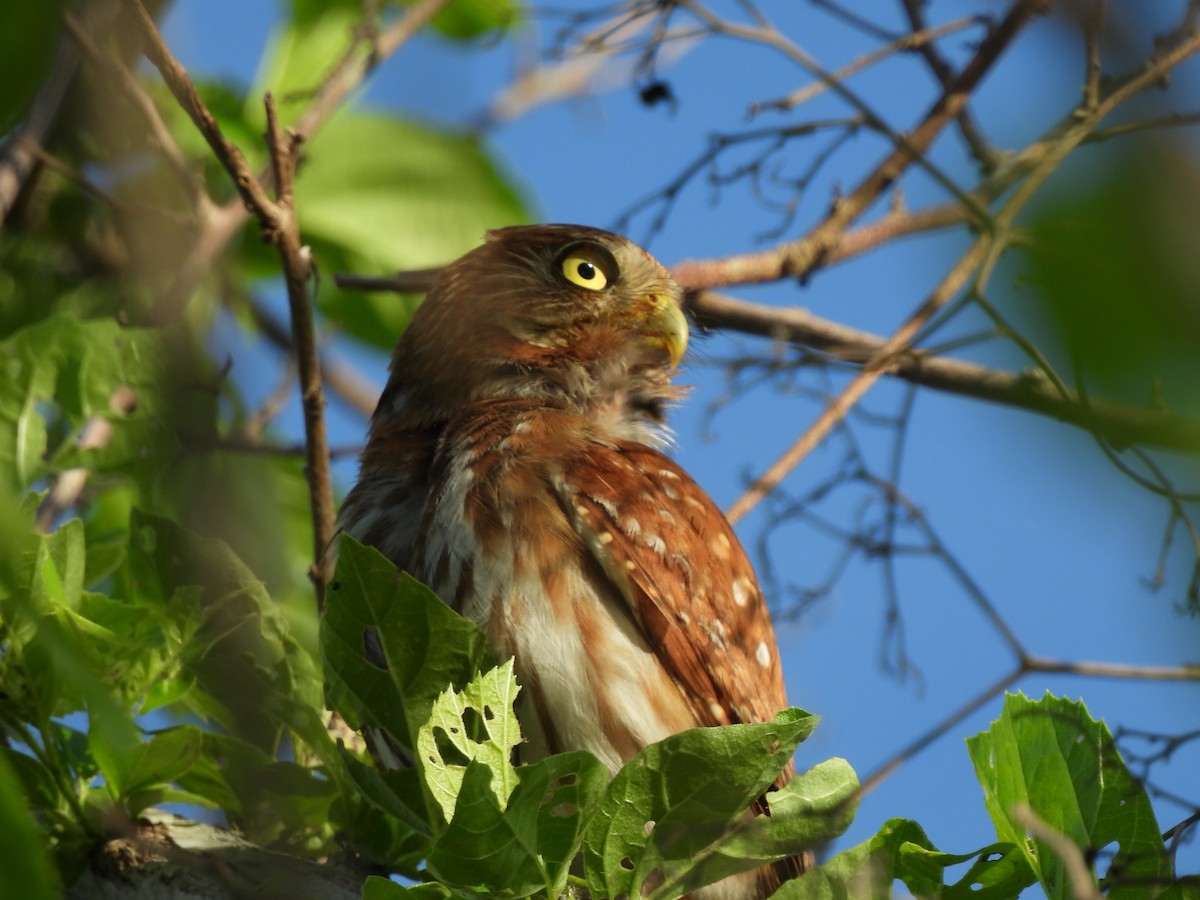 Ferruginous Pygmy-Owl - Leandro Niebles Puello