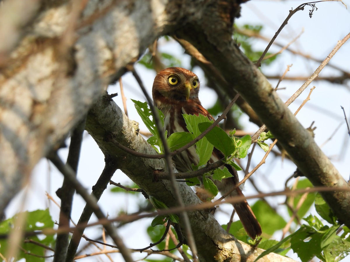 Ferruginous Pygmy-Owl - Leandro Niebles Puello