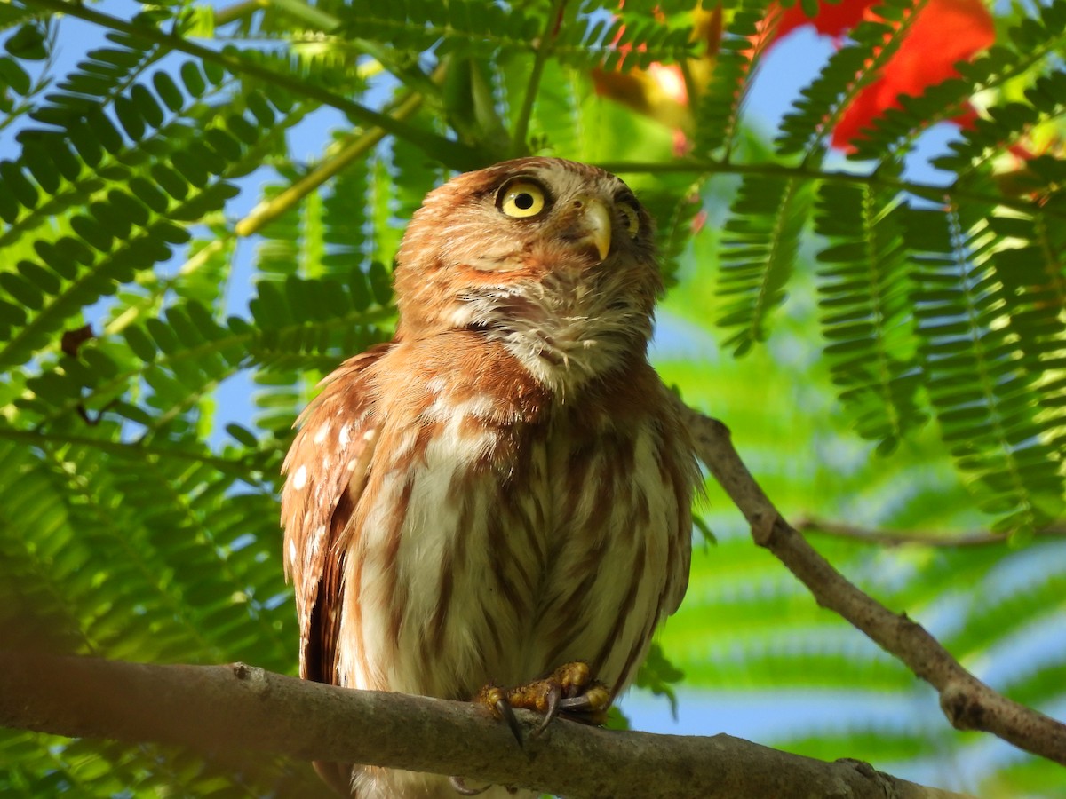 Ferruginous Pygmy-Owl - Leandro Niebles Puello