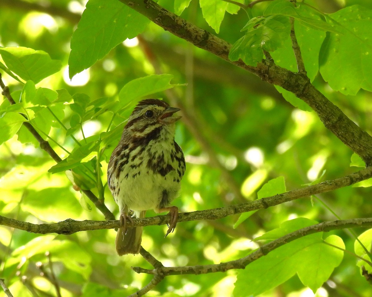 Song Sparrow - ML619593253