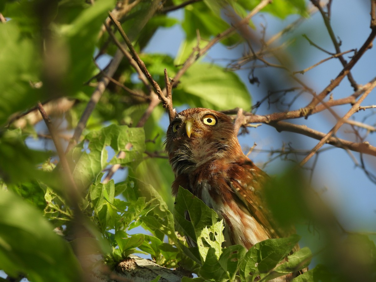 Ferruginous Pygmy-Owl - Leandro Niebles Puello