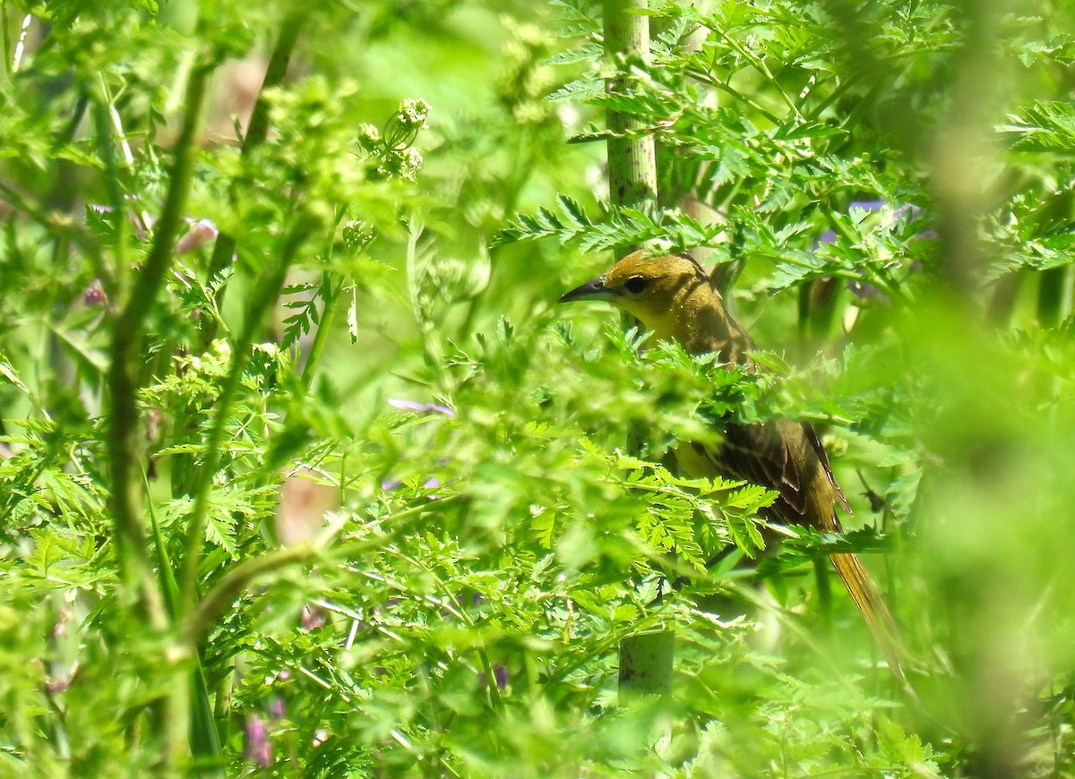 Orchard Oriole - ML619593259