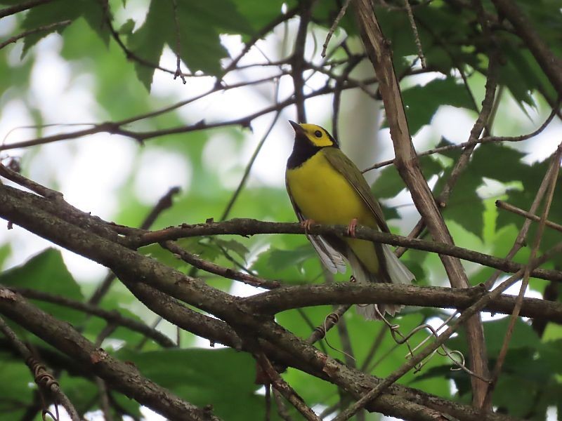 Hooded Warbler - Tracy The Birder