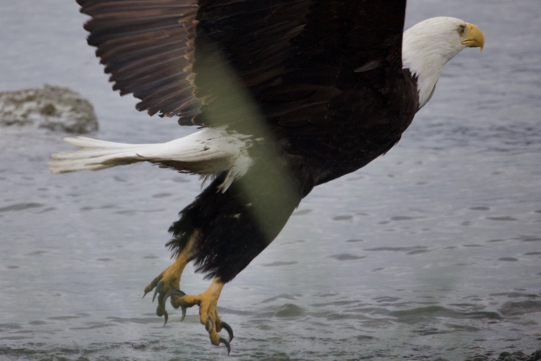 Bald Eagle - ML619593265