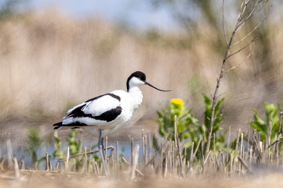 Pied Avocet - Martine Stolk