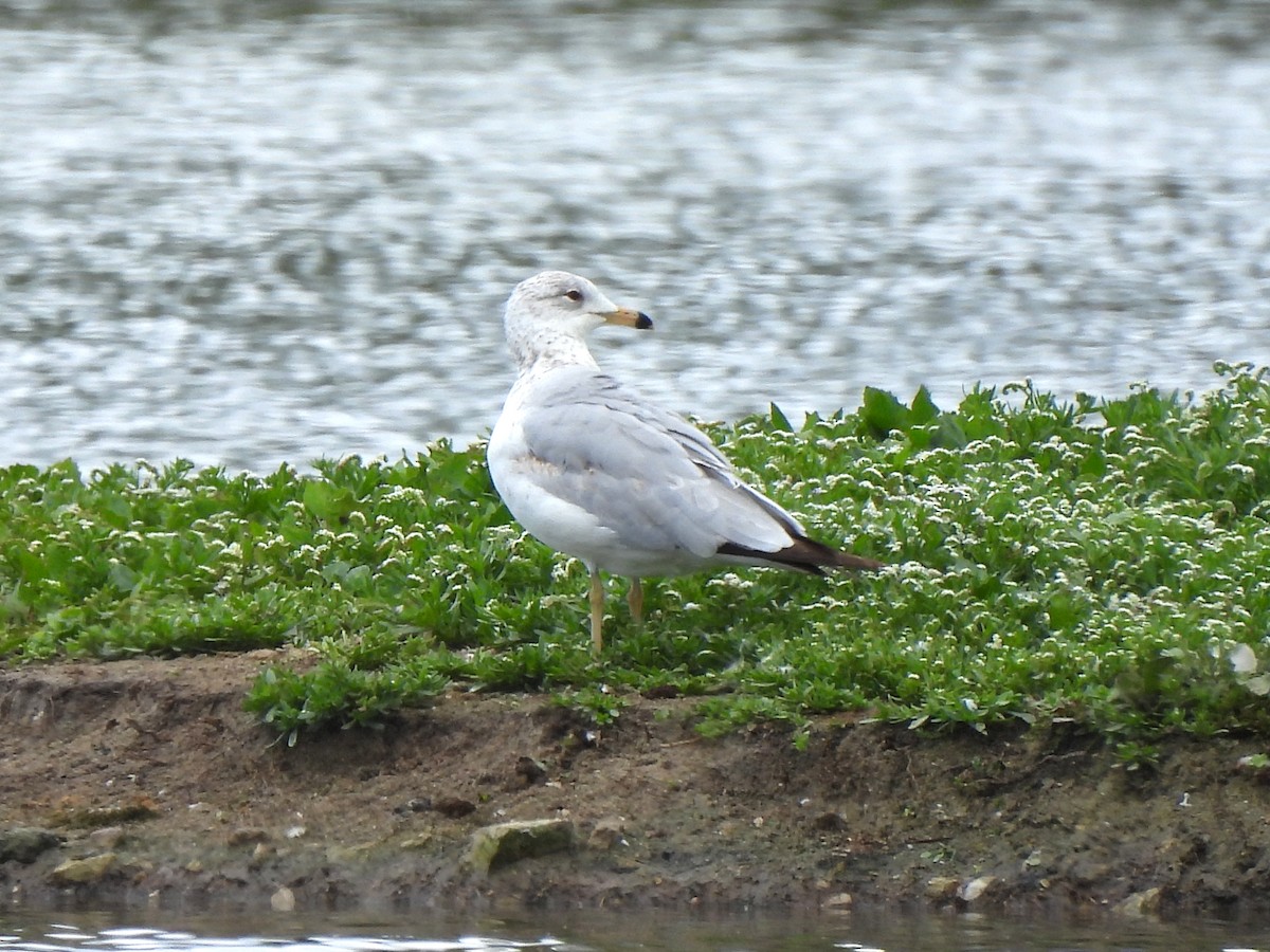 Ring-billed Gull - Kiandra Mitchell