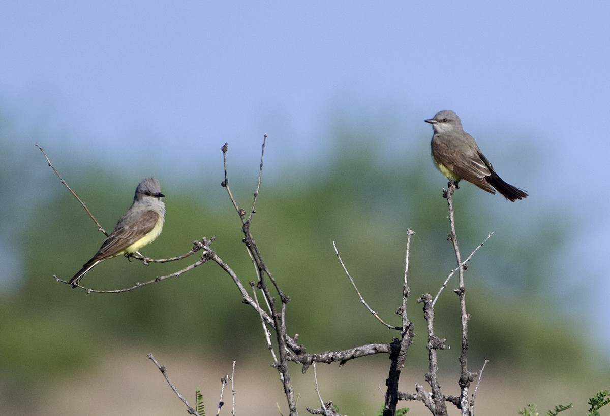 Western Kingbird - Tim DeJonghe