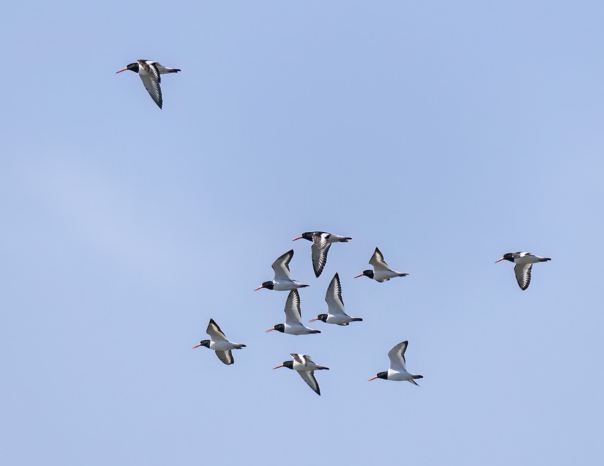 Eurasian Oystercatcher - Martine Stolk