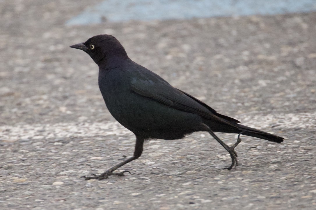 Brewer's Blackbird - ML619593286