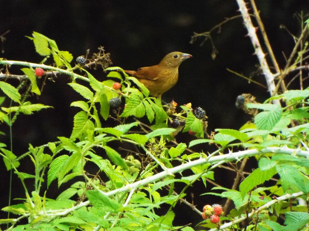 Ruby-crowned Tanager - Henrique Heidi Horiyshi