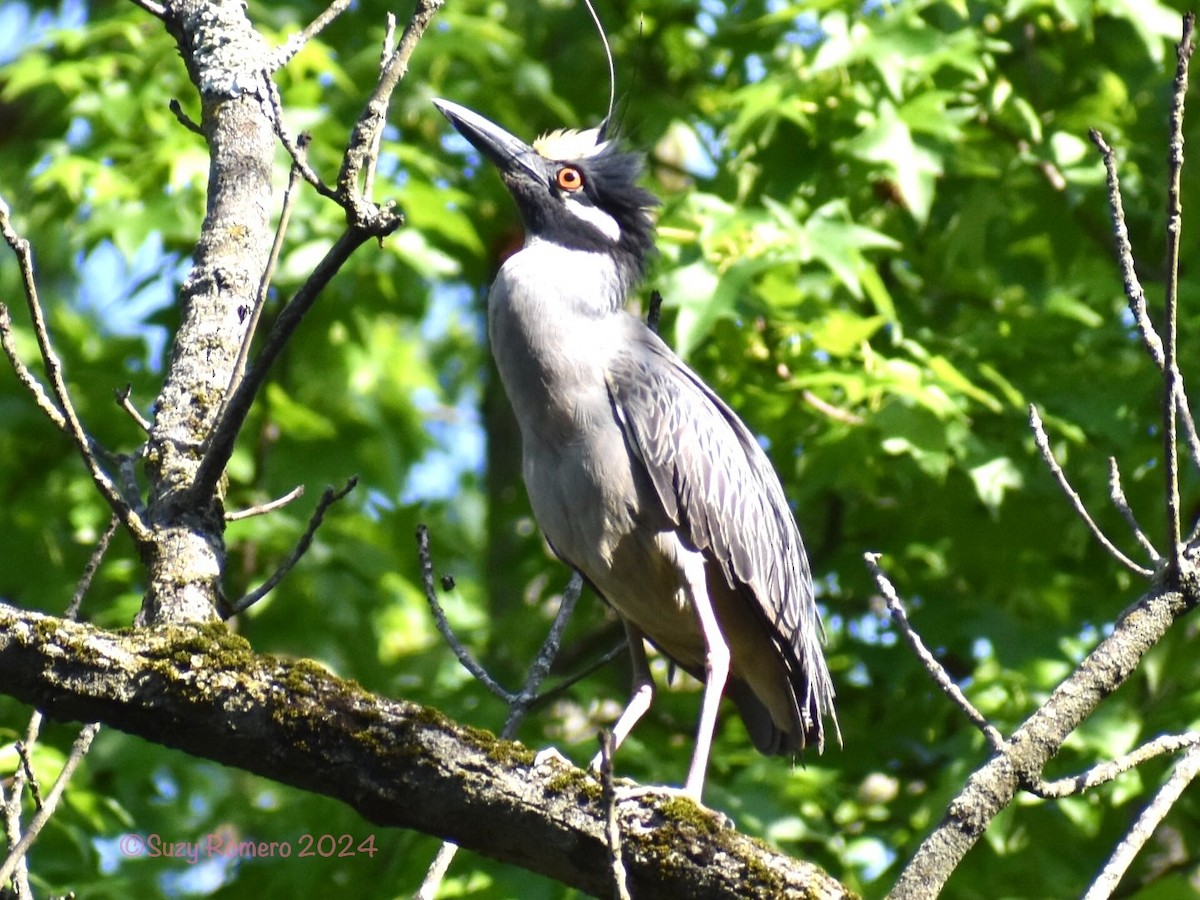 Yellow-crowned Night Heron - Suzy Romero