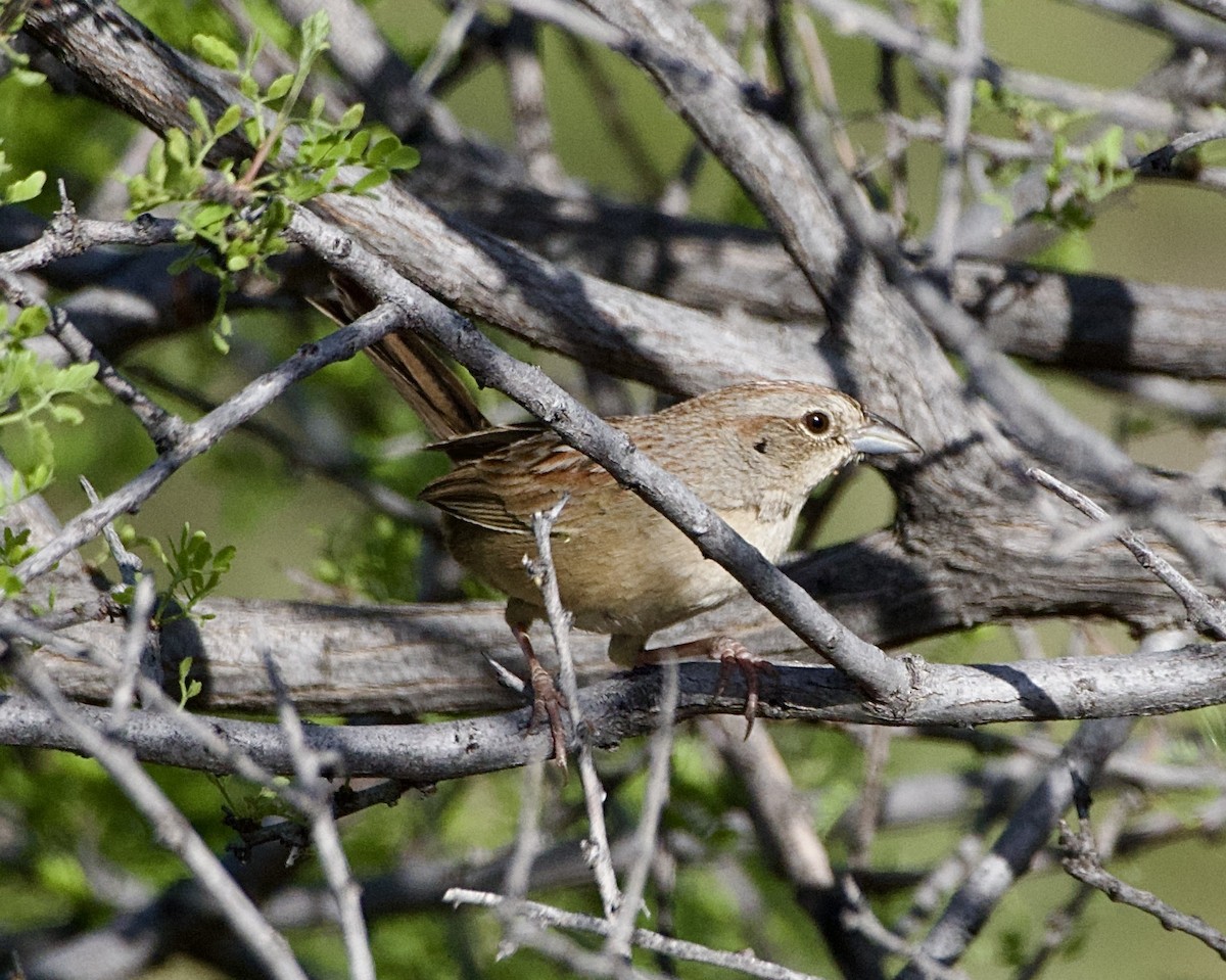 Botteri's Sparrow - Tim DeJonghe