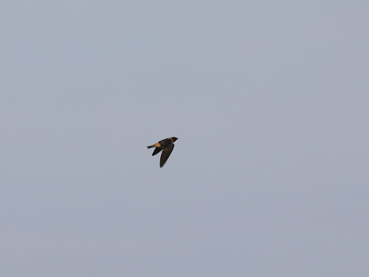 Cliff Swallow - Daniel Hinnebusch