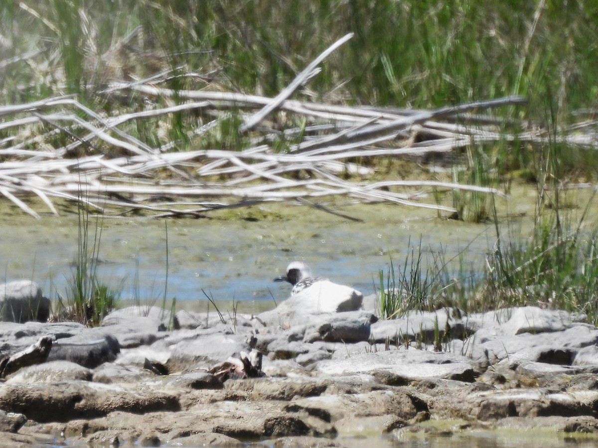 Black-bellied Plover - Sue Ascher