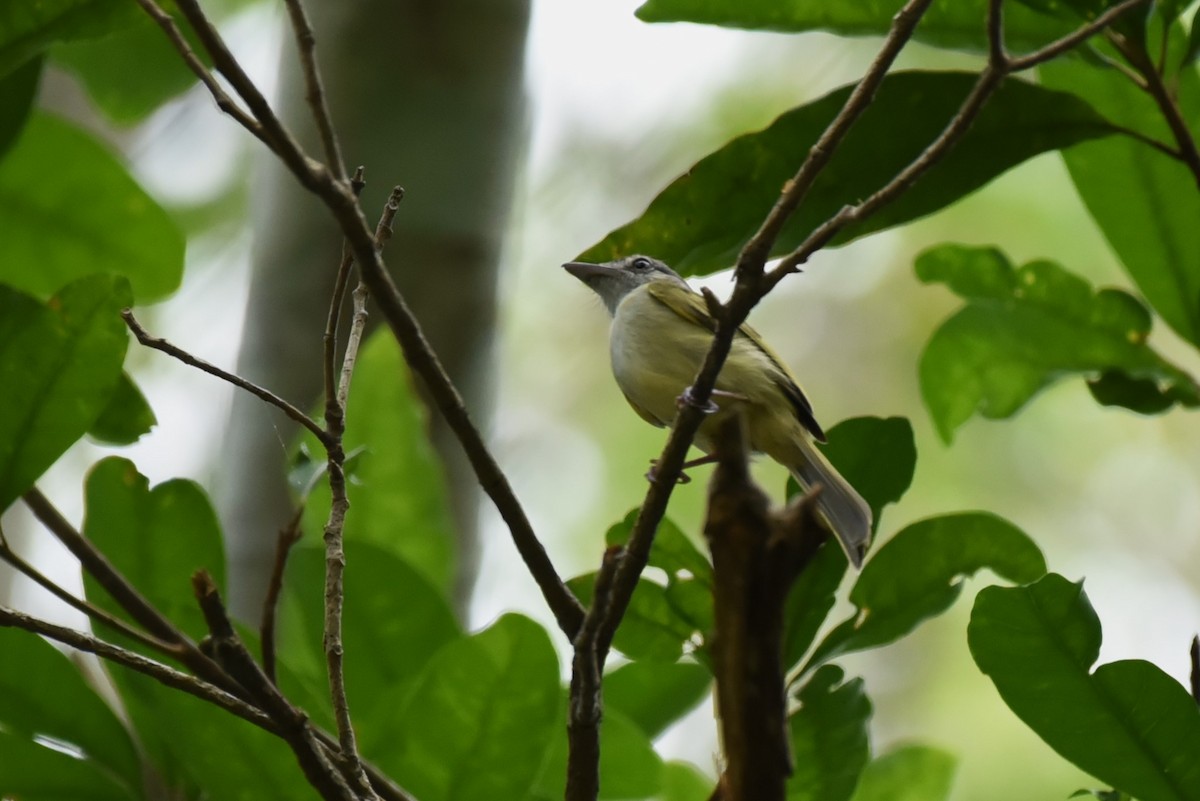 Yellow-olive Flatbill - Bruce Mast