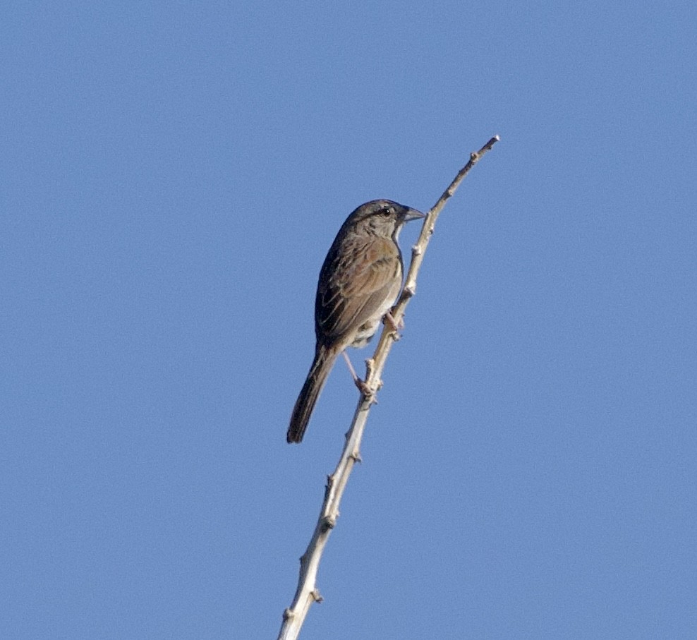 Botteri's Sparrow - Tim DeJonghe