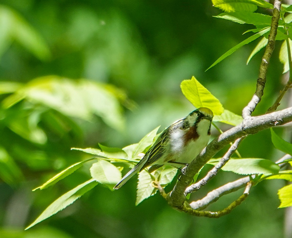 Chestnut-sided Warbler - Megan Heneke