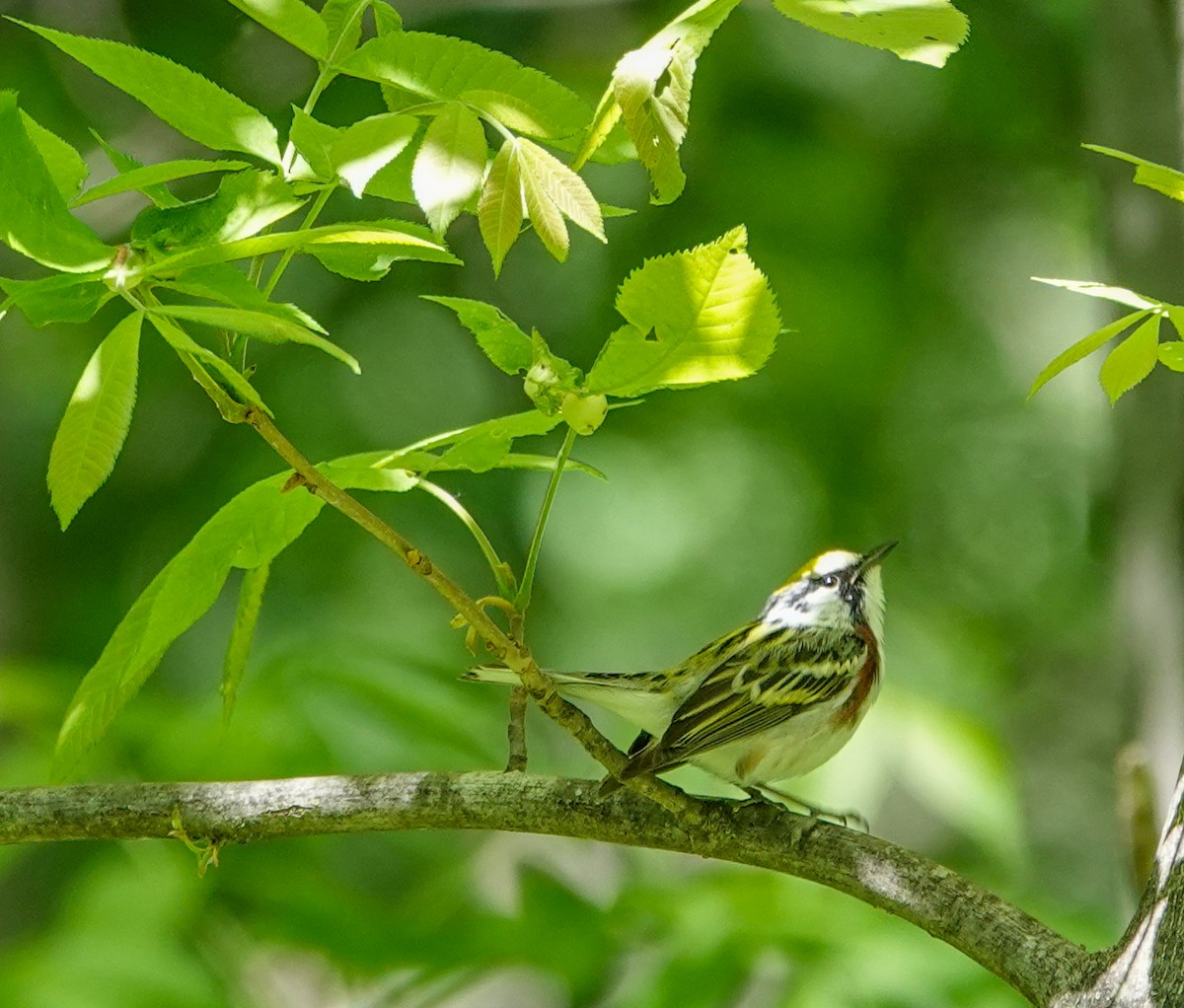 Chestnut-sided Warbler - Megan Heneke