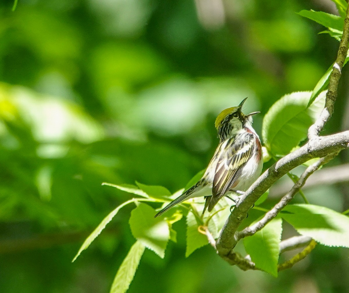 Chestnut-sided Warbler - Megan Heneke