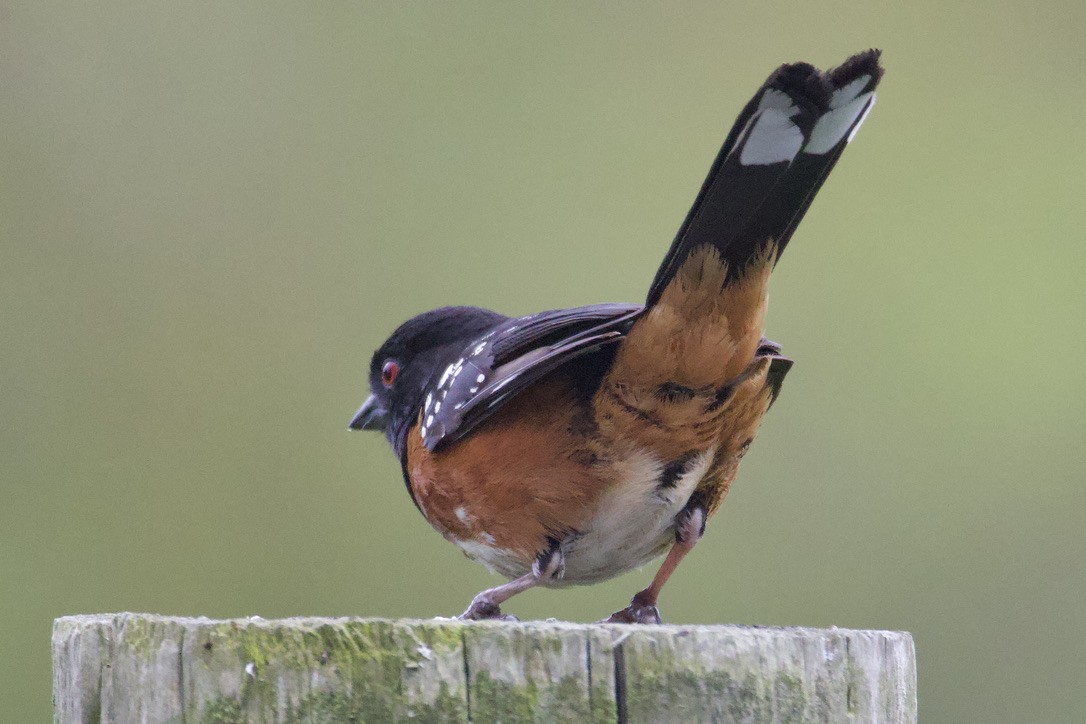 Spotted Towhee - Gordon Atkins