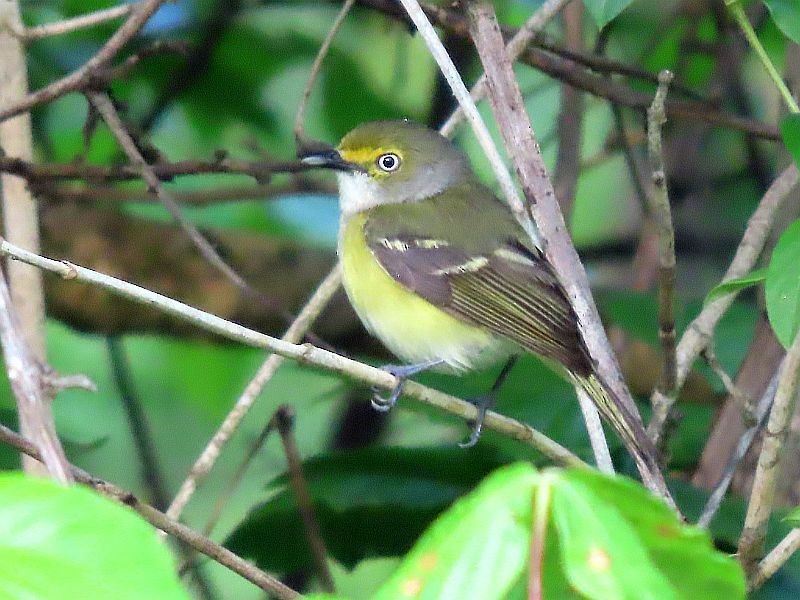 White-eyed Vireo - Tracy The Birder