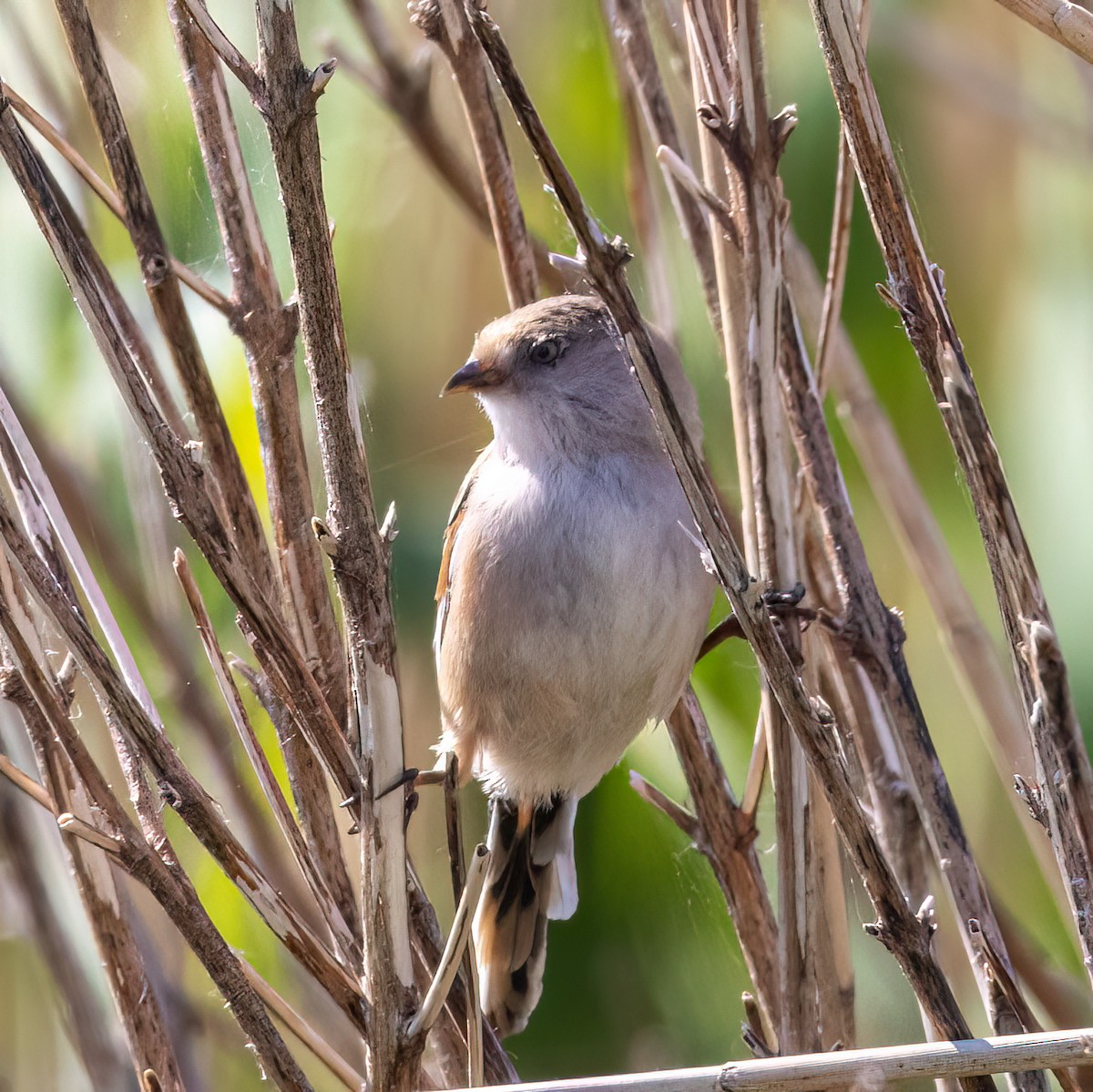 Bearded Reedling - Martine Stolk