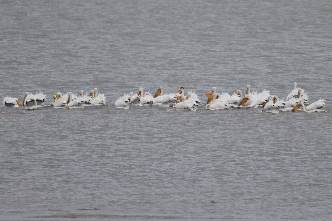 American White Pelican - Gordon Atkins